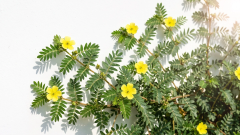 Atraskite gyvenimo džiaugsmą su Tribulus terrestris